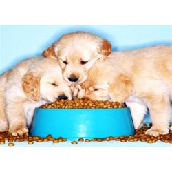 Choosing The Right Dog Food